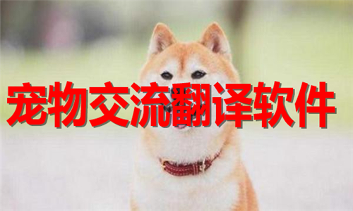 宠物交流翻译