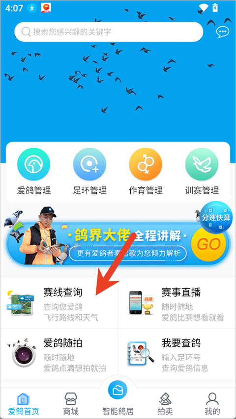 爱鸽者