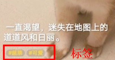豹壁纸app