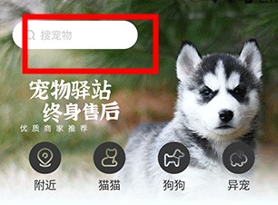 买只宠物