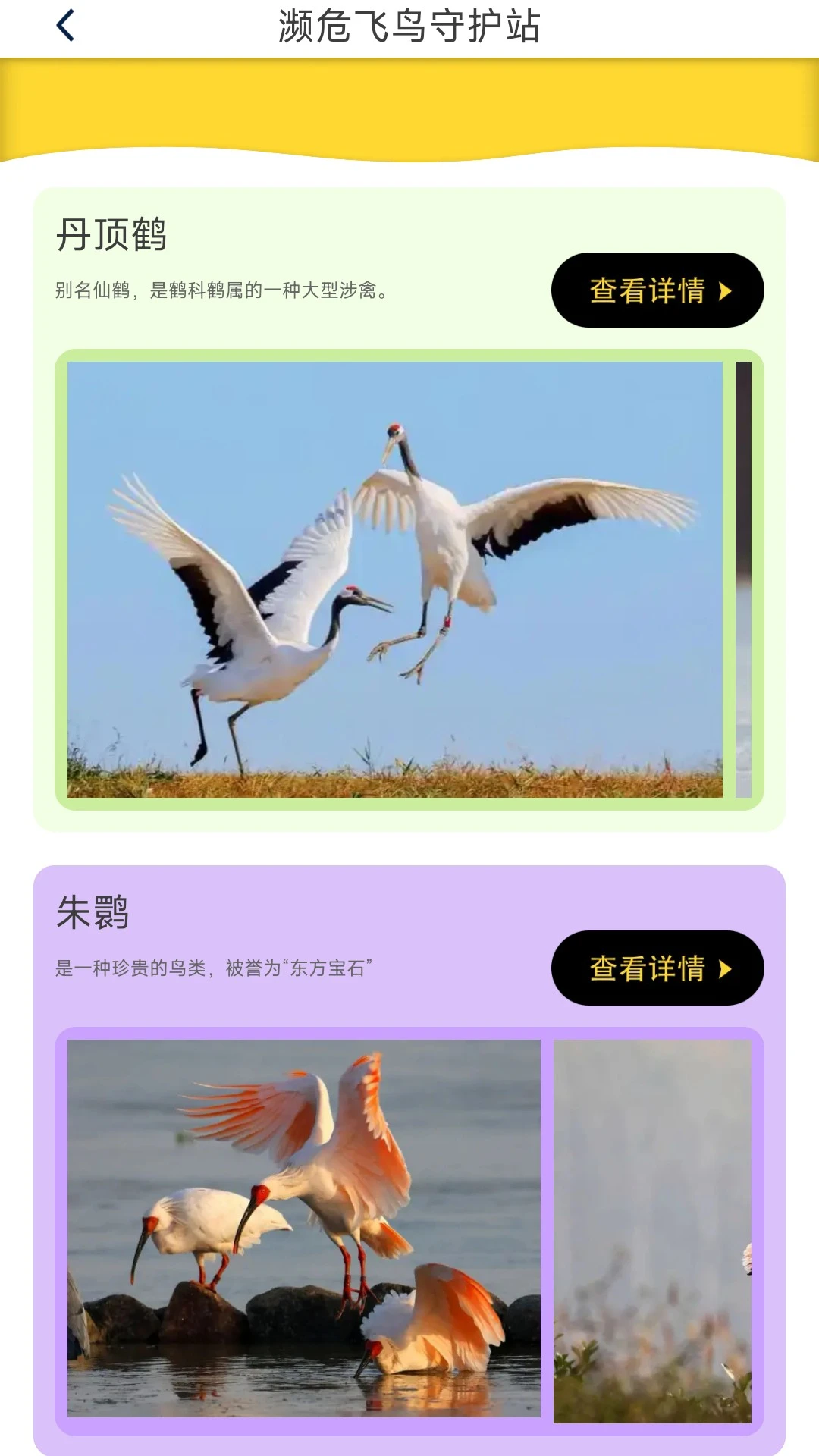 鸟语星球官方版截图