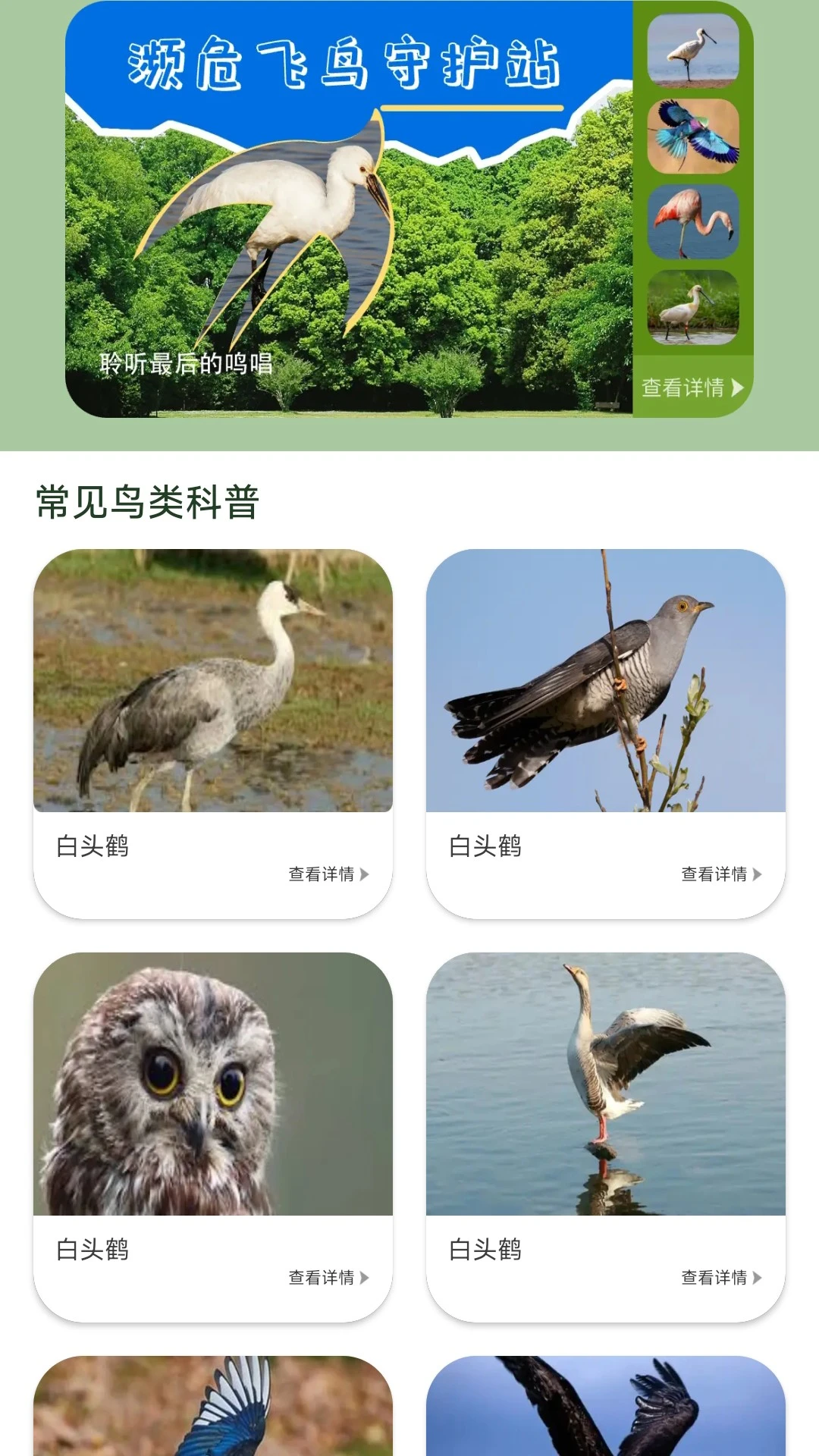 鸟语星球官方版截图